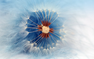 Dandelion blue center feathers macro - a dandelion free wallpaper
