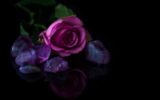 Purple rose crystals reflection black - a purple rose free wallpaper