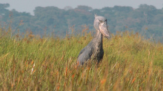 Bird field grass trees background - upper body free wallpaper
