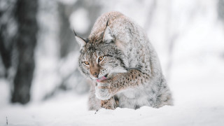 Lynx walking snow woods open - a lynx free wallpaper for desktop