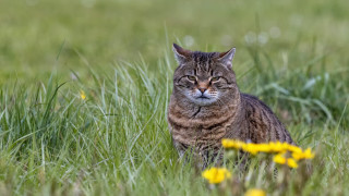 Sad cat field flower blurry - a field of grass free wallpaper