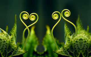 Green plants heart stem ecological - the middle of the picture free wallpaper