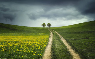Dirt road green field two - two tree free wallpaper