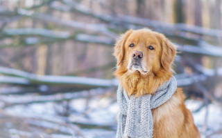 Dog scarf snow tree bokeh - a fence free wallpaper