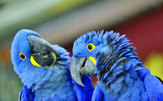 Two blue parrots yellow eyes - synchromism free wallpaper for desktop