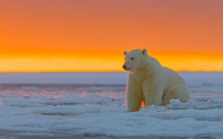 Polar bear sunset ice red - the ice free wallpaper