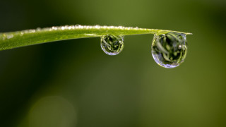 Water drops green stem macro - a green plant stem free wallpaper