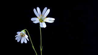 White flowers vase black background - a black background behind them free wallpaper
