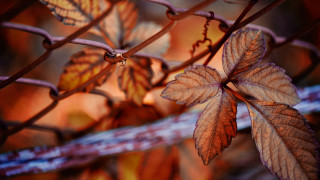 Leaf fence background bokeh macro - a fence free wallpaper