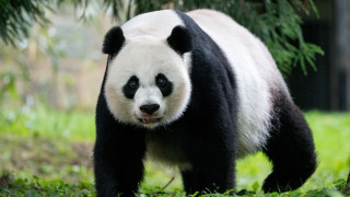 Panda forest nature blurry background - phuoc quan free wallpaper