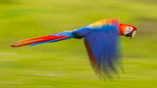 Colorful bird flying impressionist motion - motion blur free wallpaper