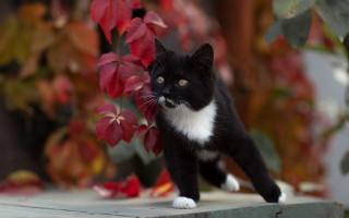 Black white cat ledge plant - a plant free wallpaper