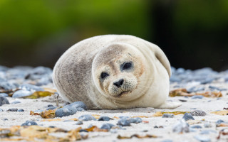 Seal beach rocks gravel green - rock and gravel free wallpaper