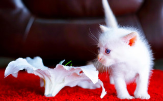 White cat flower red rug - sharp claw free wallpaper