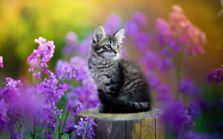Kitten stump flower field blurry 2 - a kitten free wallpaper