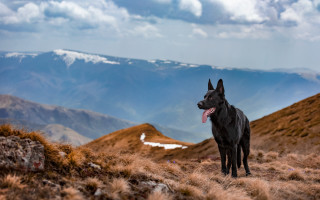 Dog hill mountains cloudy sky - the background and a sky free wallpaper for desktop