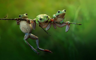 Two frogs upside down branch - down free wallpaper