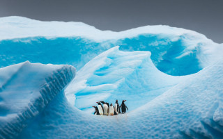 Penguins glacier snow blue ice - a group of penguins free wallpaper