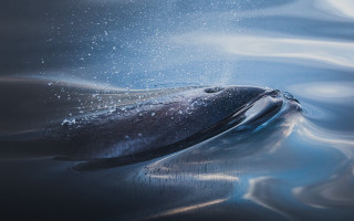Whale bubbles surface photorealism airbrush - a whale free wallpaper