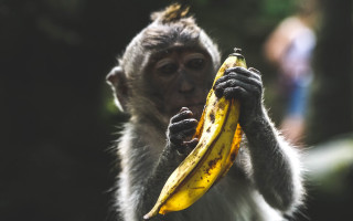 Monkey eating banana dirt primitivism - its hand free wallpaper for desktop