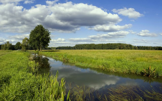 Lush green field stream tree - a small stream free wallpaper