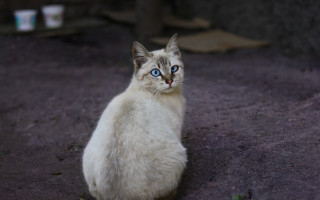 White cat blue eyes blurry 5 - a white cat free wallpaper