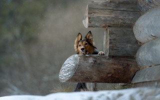 Dog window snow aurora moon - a snow free wallpaper for desktop