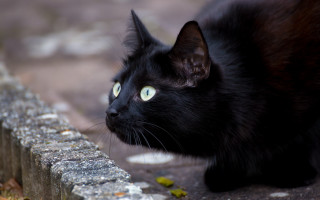 Black cat green eyes gothic 9 - a ledge free wallpaper