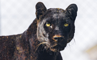 Black panther yellow eyes starry - a black panther free wallpaper