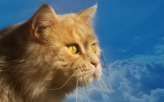 Cat yellow eyes clouds blue - yellow eye free wallpaper for desktop