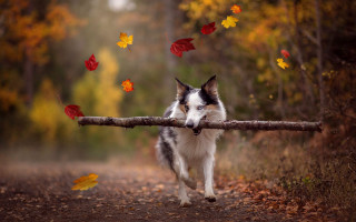 Dog stick forest autumn leaves - a dog free wallpaper