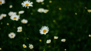 Daisy field green nature blurry - a field of daisies free wallpaper