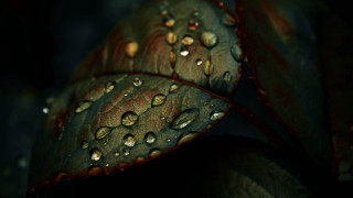 Leaf water droplets photorealism background - a close up of a leaf free wallpaper
