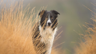 Sad dog in field elke - tall grass free wallpaper