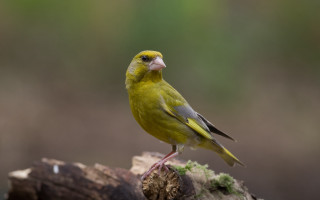 Yellow bird perched branch woods - a yellow bird free wallpaper