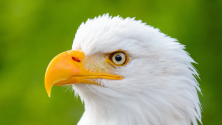 Bald eagle green background yellow - upper body free wallpaper