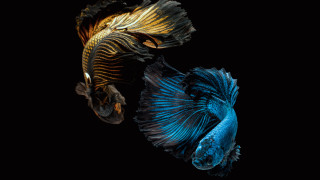Siamese fish ocean dark background 2 - the other free wallpaper