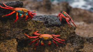 Three crabs ocean rock wave - a wave free wallpaper