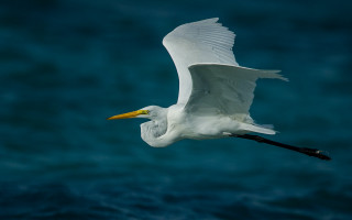 White bird ocean yellow beak - darrell riche free wallpaper