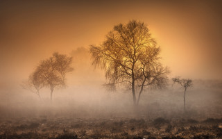 Foggy field trees bushes sunset 2 - foggy free wallpaper