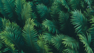 Green plants leaves bamboo forest - a close up of a bunch free wallpaper