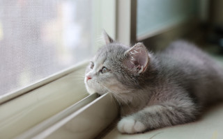 Kitten window sill raining blurry - something outside free wallpaper