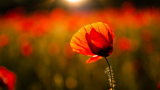 Red flower backlighting autumn fire - red flower free wallpaper