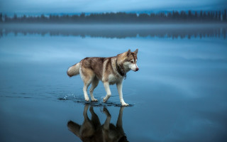Dog reflection lake trees shiba - reflective free wallpaper