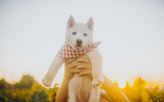 Sunflower field dog autumn fire - their shoulder free wallpaper for desktop