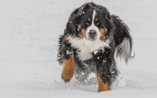 Dog running snow winter side - in the wintertime time free wallpaper