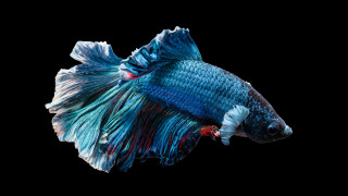 Blue white fish red tail - fish free wallpaper for desktop
