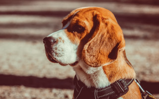 Dog collar looking distance blurry - a blurry background of grass and dirt free wallpaper