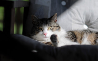 Cat chair pillow moon night - clovis trouille free wallpaper