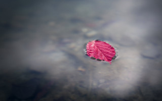 Leaf pond sky sunbeam macro - a pond of water free wallpaper